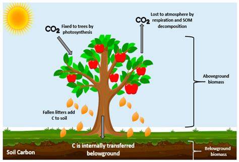 Assessment of carbon sequestration potential in urban street trees: A ... - raincitystudios.com