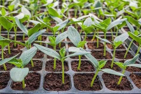 Assessment of seedling survival and plantation … - raincitystudios.com