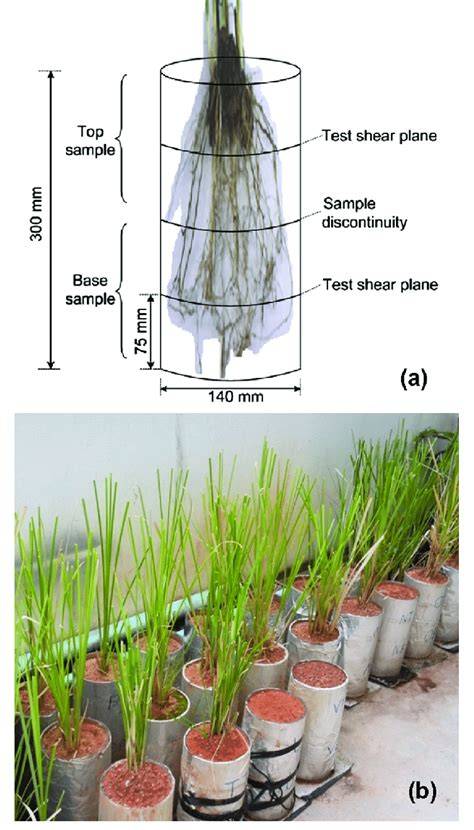 Assessment of Vetiver Grass Root Reinforcement in Strengthening the ... - raincitystudios.com