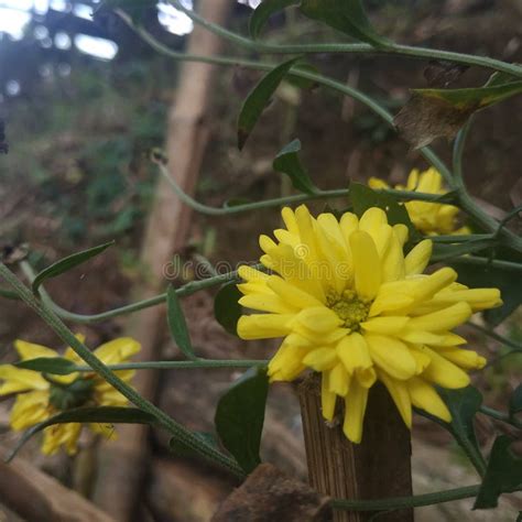 aster kuning - elchoricharrua.com