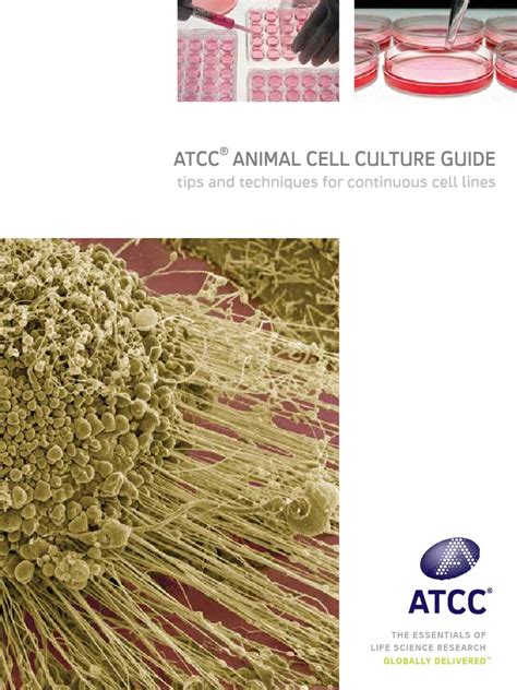 ATCC Animal Cell Culture Guide 1 pdf