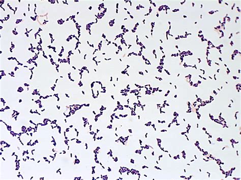 ATCC Propionobacterium Acnes