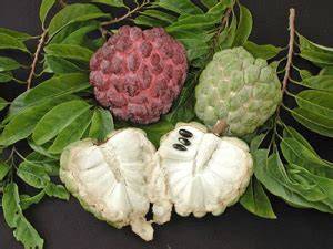 Atemoya – Gardening Solutions - raincitystudios.com