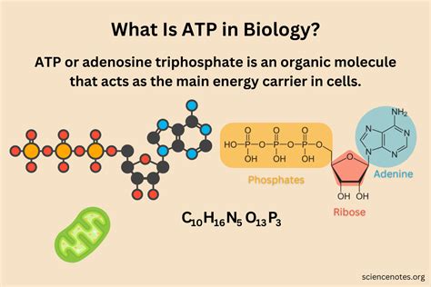 ATP & ADP - Biological Energy - Biology Online Tutorial