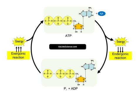 ATP cycle and reaction coupling - Khan Academy - muktibox.com