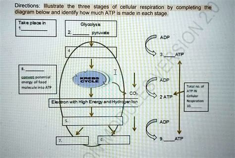 ATP Production in Cellular Respiration Stages - Biology Insights - muktibox.com