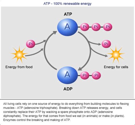 ATP and Sources of Energy.pptx on emaze