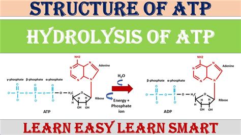 ATP structure ATP hydrolysis How does ATP yield energy