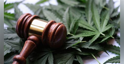 ATRI asks truck drivers how marijuana policy affects industry