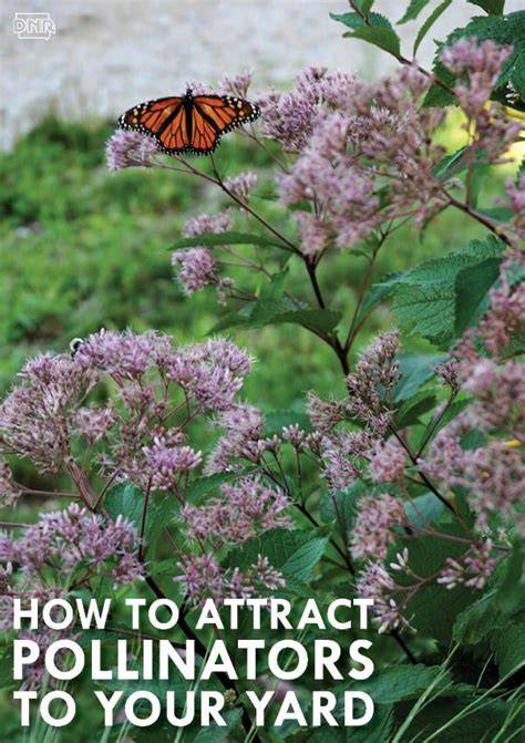 Attract More Pollinators with These Proven Plants and Tips - raincitystudios.com