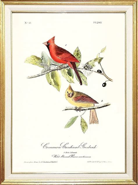 Audubon and Antique Print Conservation and Restoration - muktibox.com