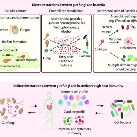 AUS Interactions Between Bacteria Host and Diet In