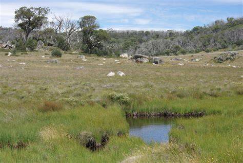 Australian Alps Montane Grasslands - One Earth - raincitystudios.com