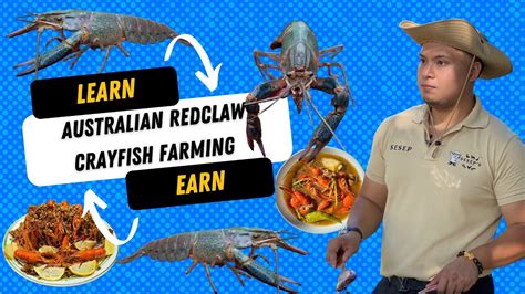 Australian Redclaw Crayfish Farming 101 and Sample Profit - muktibox.com