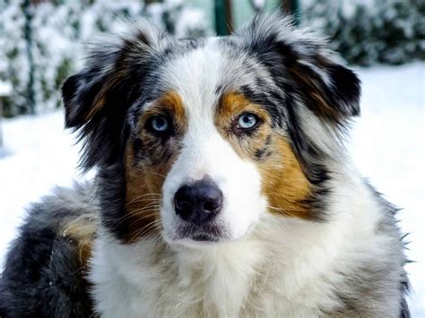 AUSTRALIAN SHEPHERD - Some Kind of Dreams Here I Am ID: …