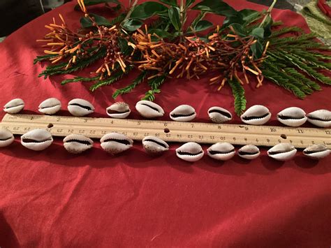 Authentic Cowrie Shells - Africa Imports - wintechmobiles.com