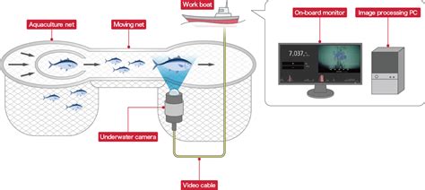 Automated fish counting system based on instance segmentation in ... - raincitystudios.com
