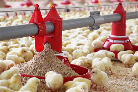 Automatic Feeding Systems - Pig farming … - coolestguyplanet.net