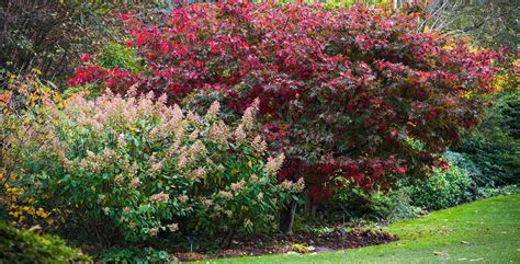 Autumn-interest shrubs / RHS - muktibox.com