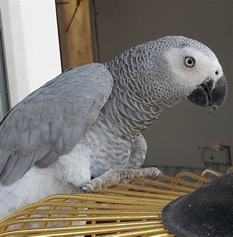 codini.rgarabwor.edu.pl. 