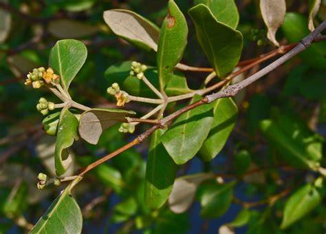 Avicennia Marina - an overview | ScienceDirect Topics - raincitystudios.com