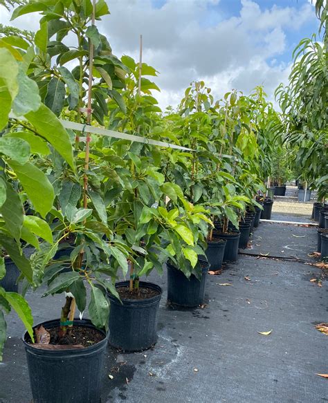 Avocado (Persea americana) - MyGardenLife - raincitystudios.com