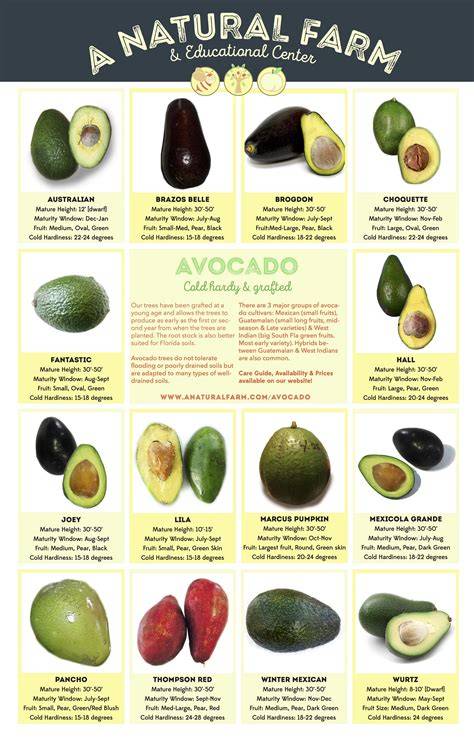 AVOCADO – Common Varities - International Tropical … - raincitystudios.com