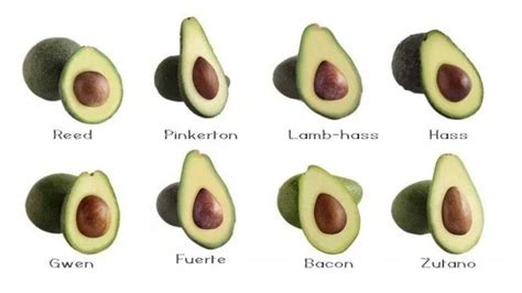 Avocado Classification: The Races and Main Varieties - raincitystudios.com