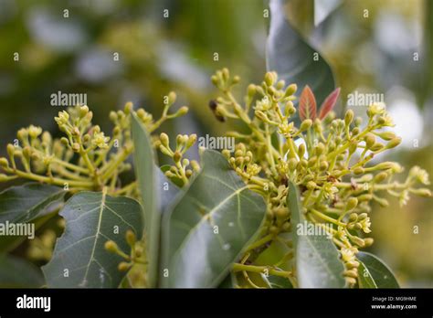 Avocado Flowering and Pollination - raincitystudios.com
