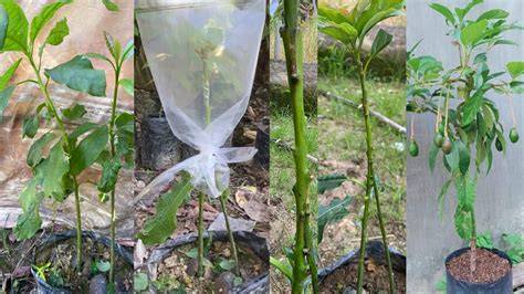 Avocado Milk Grafting Process for Potted Plants - raincitystudios.com