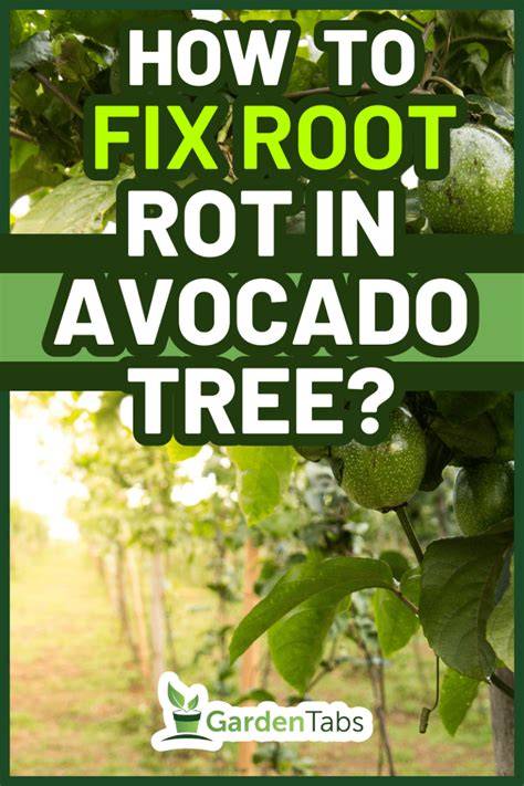 Avocado Root Rot Disease Management - raincitystudios.com