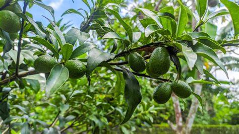 Avocado Tree - Persea americana - Hass, Sheppard, … - raincitystudios.com