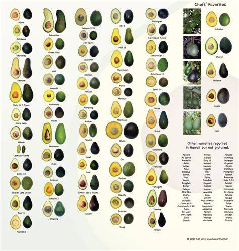 Avocado Tree Varieties - Different Types of Avocado … - raincitystudios.com