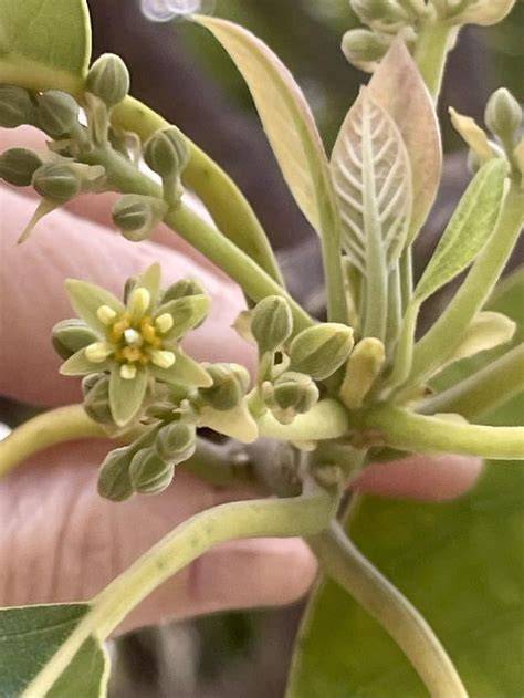 Avocado Trees With Type B Flowers - Weekand - raincitystudios.com