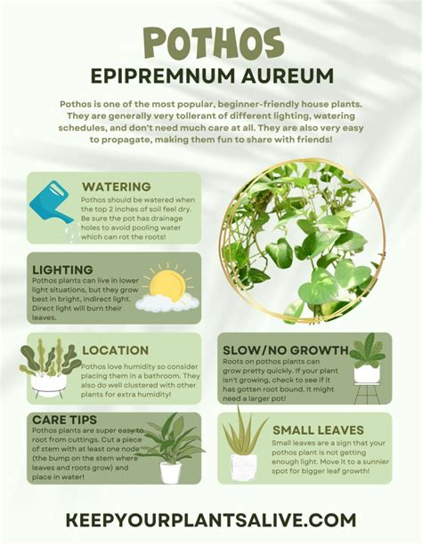 Avoid Growing Pothos Plants Unless You're Ready For These 12 ... - muktibox.com