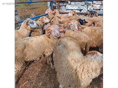 AVRUPA YAKASI ADAK KURBAN KESİM MERKEZİ ADAKLIK KOÇ KOYUN KURBAN.