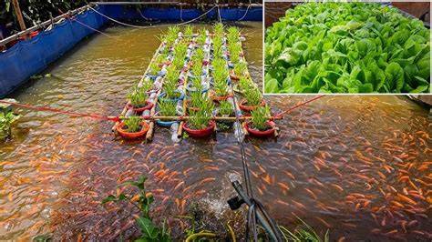 Awesome Aquaponic Systems for Raising Red Tilapia and Growing - raincitystudios.com