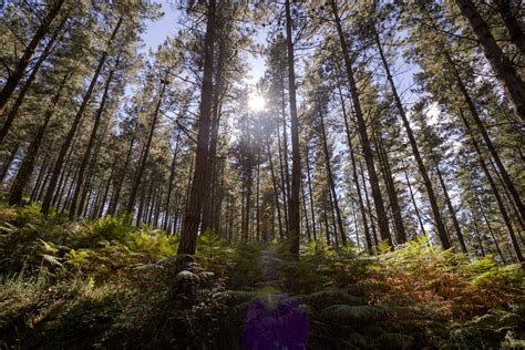 AXA IM strikes A$700m deal for Australian timberland - raincitystudios.com
