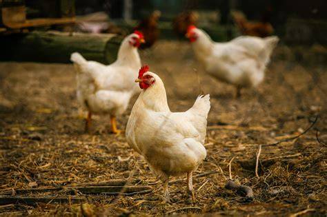 Ayam Broiler: Mengenai Lebih Dekat Ternak Unggulan Dalam Industri ... - raincitystudios.com