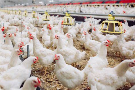 Ayam Broiler Organik - Bintangpusnas Edu - raincitystudios.com