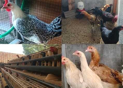 Ayam Kampung Petelur - vet.aksi.co - raincitystudios.com