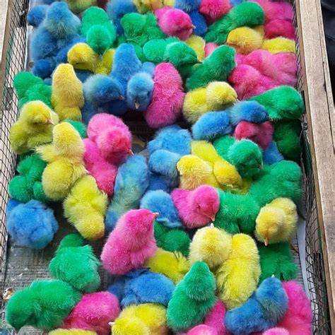 Ayam Pelangi , ayam Warna Warni ,sapi warna warni ,itik ... - raincitystudios.com