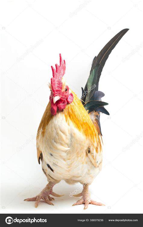 Ayam - Wikipedia bahasa Indonesia, … - raincitystudios.com