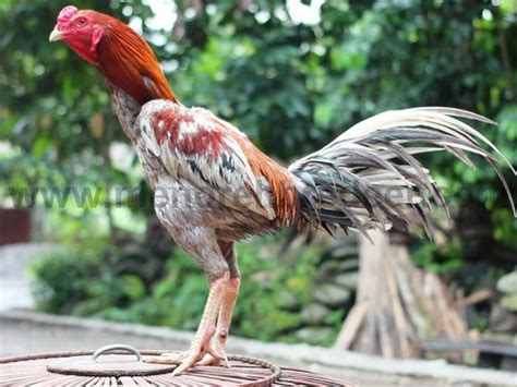 ayam sabung thailand - elchoricharrua.com