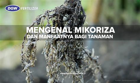 Ayu Arisma_Peran Fungi Mikoriza Arbuskula Dalam Meningkatkan ... - raincitystudios.com