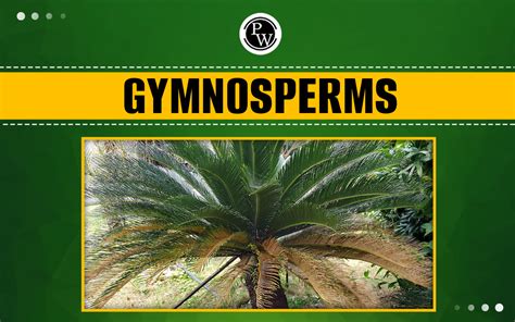 az Gymnosperms.wpd - University of Wisconsin–Madison - muktibox.com