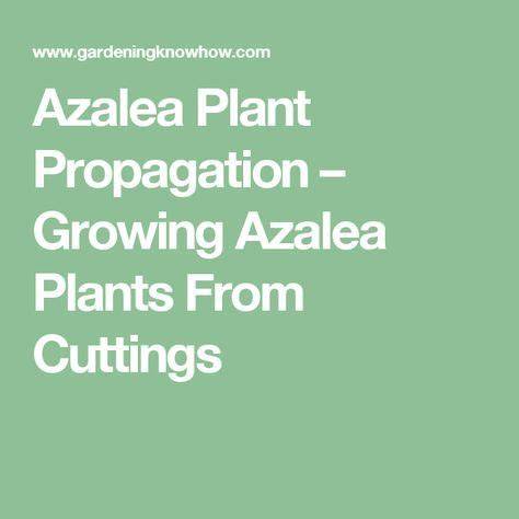 Azalea Cuttings For an Infinite Number of Plants - raincitystudios.com