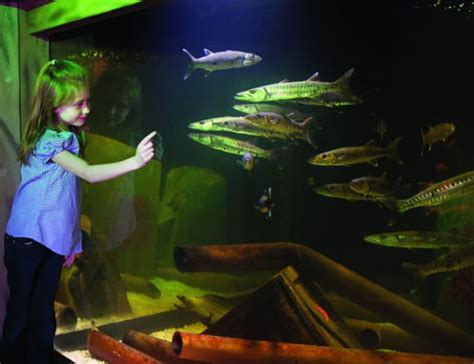 Aaa mystic aquarium. A typical wide 200-gallon aquarium measures 96 inches wide, 25 inches deep and 20 inches tall. A taller 200-gallon aquarium measures 72.5 inches wide, 24.5 inches deep by 27.5 inch... 