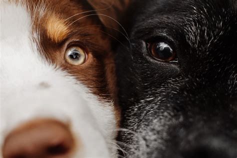 Ab wann steht die augenfarbe bei hunden fest