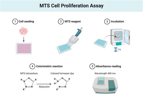 Ab197010 MTS Cell Proliferation Colorimetric Assay Kit Protocol v3b Website